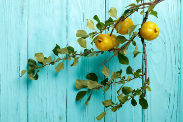 Quince branch with fruits against the background of an old wooden fence of turquoise color