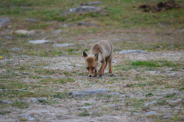 Fox carefully sniffing the ground in a grassy, open field
