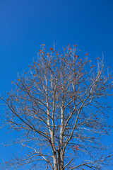 晩秋のモミジバフウ
