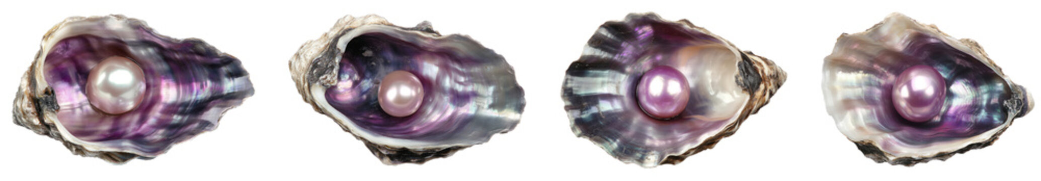 Shiny pearl in the purple iridescent oyster shell isolated transparent png
