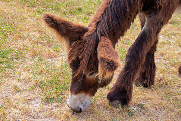 Baudet du Poitou - Equus asinus - broutant de l'herbe dans la prairie, vu de face