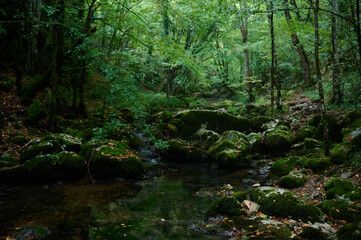 Serene forest stream surrounded by lush greenery, moss-covered rocks, and flowing water. Perfect for nature, wilderness, tranquility, and eco-themed designs