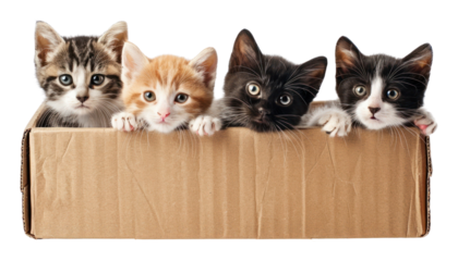 PNG Kittens in cardboard box animal mammal carton.