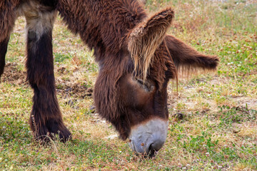Baudet du Poitou - Equus asinus - broutant de l'herbe dans la prairie, vu de profil	