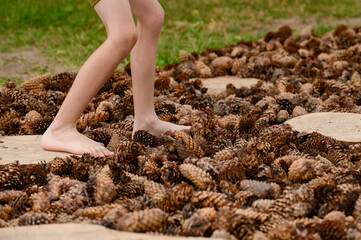 Child walks barefoot on pine cones, feeling prickly texture under his feet as he moves. Massage tactile eco-path made of pine cones in park, foot massage, prevention of flat feet. Reflexotherapy.
