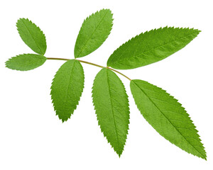 Rose Hip leaves isolated on white background, full depth of field