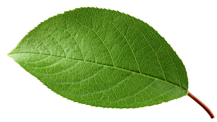 Obraz premium Apple Leaf, isolated on white background, full depth of field