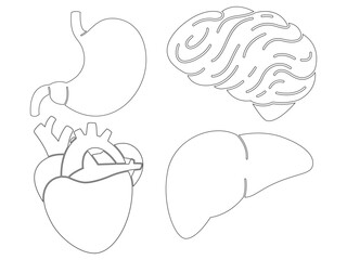 Human internal organs anatomy part heart stomach brain liver science biology education outline design set collection