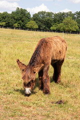 Baudet du Poitou - Equus asinus - broutant de l'herbe dans la prairie, vu de face