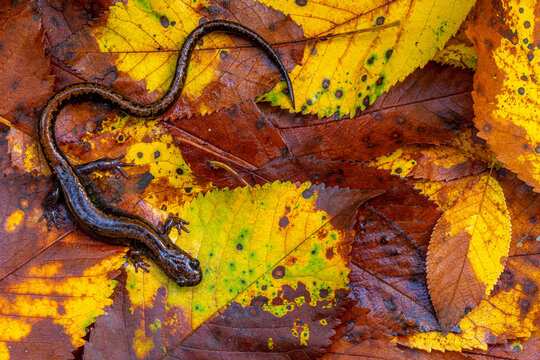 Iberian fire salamander on colorful autumn leaves