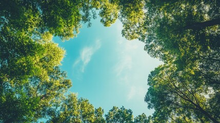 Obraz premium Lush green foliage set against a vivid blue sky, with towering trees forming a natural frame. Perfect for nature lovers and copy space