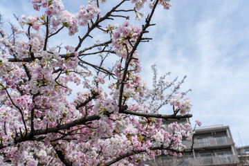 【大阪】造幣局の桜の通り抜け / 【Osaka】Osaka Mint Bureau Cherry Blossom Viewing