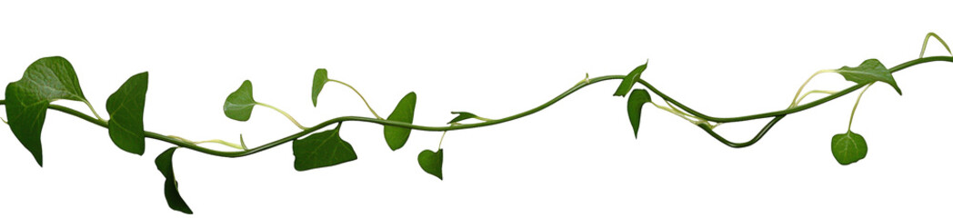 Vine plant, green leaves on transparent background