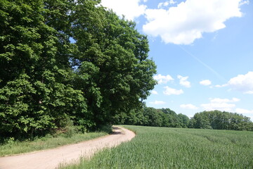 Weg am Waldrand