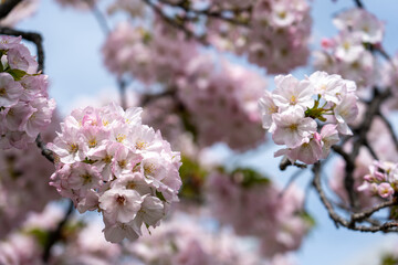 【大阪】造幣局の桜の通り抜け / 【Osaka】Osaka Mint Bureau Cherry Blossom Viewing
