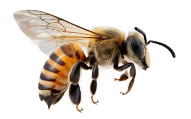 Bee, honeybee, insect, pollinator, wings, compound eye, antennae, stripes, yellow, black, fuzzy, hairy, stinger, legs, pollen basket, thorax, abdomen, head, exoskeleton, proboscis, flight, macro photo