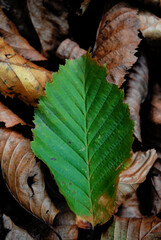 autumn leaves on the ground