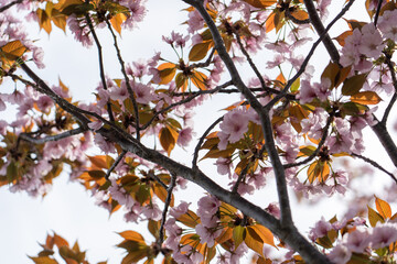 【大阪】造幣局の桜の通り抜け / 【Osaka】Osaka Mint Bureau Cherry Blossom Viewing