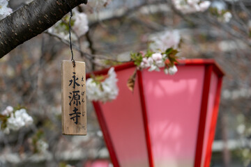 【大阪】造幣局の桜の通り抜け / 【Osaka】Osaka Mint Bureau Cherry Blossom Viewing