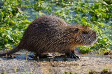 Nutria (Myocastor coypus) on the banks of the Vltava river in Prague the capital of the Czech Republic. Urban animal. Bokeh background, selective focus with copy space for text