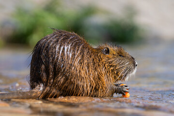 Nutria (Myocastor coypus) or or swamp rat is eating carrot in water. Invasive rodent in Vltava river in Prague. Czech republic. 