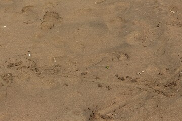 Traces on yellow sand