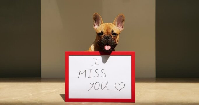 French Bulldog puppy sits with "I miss you" sign, gazing at camera, tongue out, and occasionally yawning. Customizable placard adds personal touch, making it ideal template for various concepts