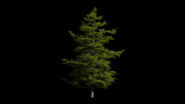 fir tree breeze isolated, seamless loop animation background