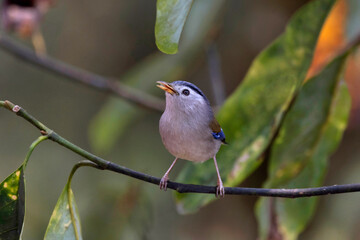 Blue-winged Minla, Actinodura cyanouroptera, Sikkim, India