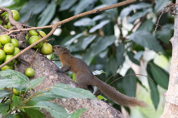 Hoary-bellied Himalayan Squirrel, Callosciurus pygerythrus, West Bengal, India.