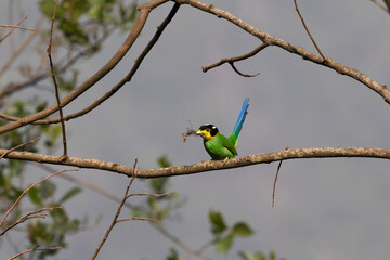 Long-tailed Broadbill, Psarisomus dalhousiae, West Bengal, India
