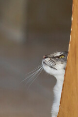 Porträt einer Orientalisch Langhaar Katze