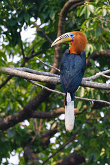 Rufous-necked Hornbill, Aceros nipalensis, West Bengal, India. © RealityImages
