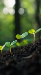 Seedlings grow on nature forest background