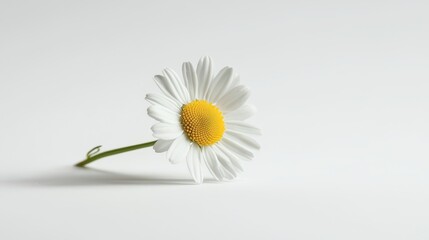 Fototapeta premium Single chamomile flower with white petals and a yellow center, isolated on a clean white background.