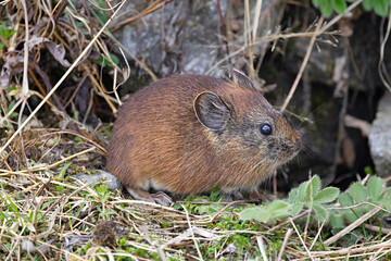 Sikkim Pika, Moupin Pika, Lungthung, Ochotona sikimaria, Sikkim, India