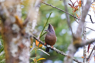 Stripe-throated Yuhina, Yuhina gularis, Sikkim, India