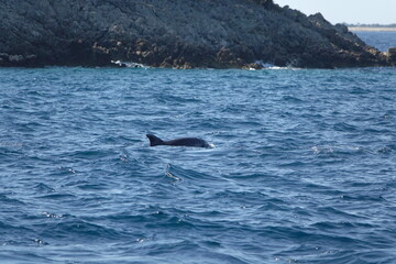 Delfin © Fotolyse