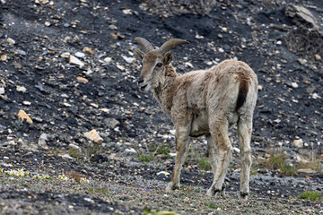 Bharal female, Blue Sheep, Pseudois nayaur, Ladakh, India