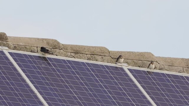 Rauch und Mehlschwalben sitzen auf Photovoltaik Anlage