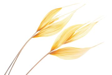 Oat ears (Avena sativa seeds), isolated png