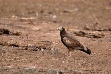 Egyptian Vulture, Neophron percnopterus, Desert National Park, Pawai, Madhya Pradesh, India
