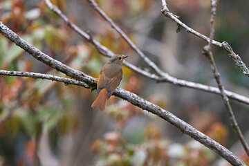 Small Niltava, Niltava macgrigoriae, female Sikkim, India