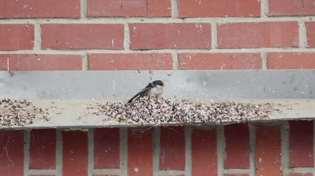 Gerettete Junge Mehlschwalbe sitzt auf Alu Bleck vor ersten Flug