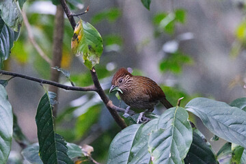 Striated Laughingthrush, Grammatoptila striata, Sikkim, India.