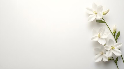 Obraz premium White Flowers with Green Stems on a White Background.