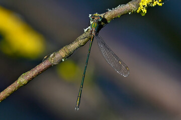Willow emerald damselfly - male // Gemeine Weidenjungfer - Männchen (Chalcolestes viridis) 