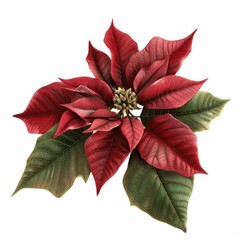 A red poinsettia flower with green leaves.