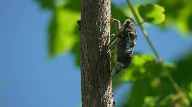A cicada sits on a tree at summer, closeup shot. Singing loudly to call the female. Intense buzzing of cicadas. Cicada Lyristes plebejus. Selective focus