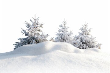 Obraz premium Pine trees are covered in snow, standing on a hill. The snow is piled up around the trees.